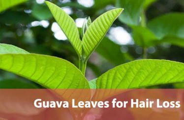 Guava Leaves for Hair Loss
